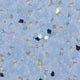 Forbo Smaragd Effect | <img src='img/effect_contrast/medium/5073.jpg'> | <strong>�������: Effect Volta 5073  </strong>